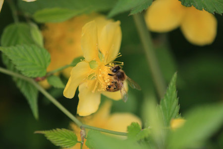 Bee
