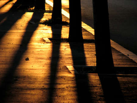 tree silhouettes in the sunset lightの写真素材