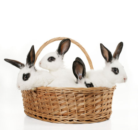 four cute bunnies in a basket isolated on whiteの写真素材
