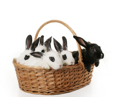 five cute bunnies in a basket on white background