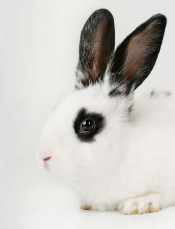 close up portrait of cute bunny on light gray backgroundの写真素材