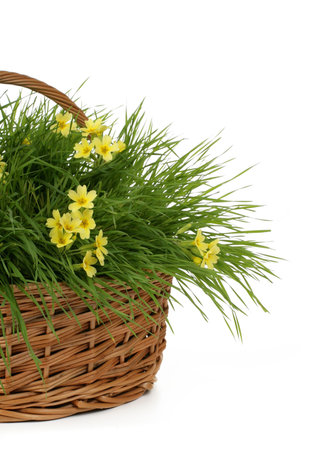yellow flowers in basket with fresh grassの写真素材