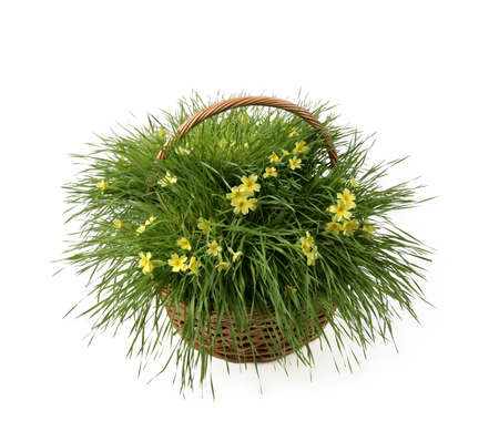 yellow flowers in basket with fresh grassの写真素材
