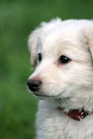 cute white puppy on soft green background