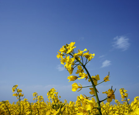 rape field under biue sky with clouds