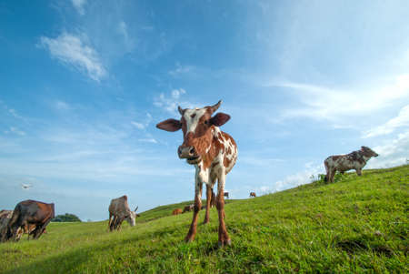 Cows grazing on lush grass fieldの写真素材