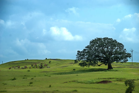 Cows grazing on lush grass field