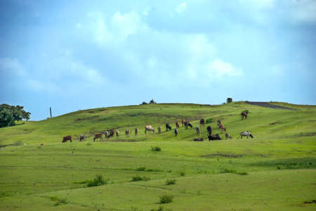 Cows grazing on lush grass fieldの写真素材