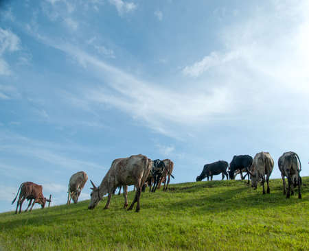 Cows grazing on lush grass fieldの写真素材