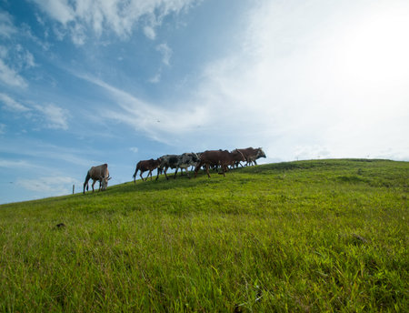 Cows grazing on lush grass fieldの写真素材