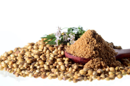 Coriander seeds, Fresh Coriander and Powdered coriander isolated on white background.