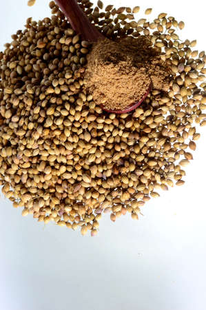 Coriander seeds and Powdered coriander isolated on white background.の写真素材