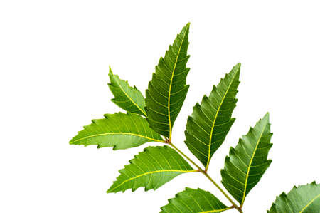 Medicinal neem leaf on white background. Azadirachta indica.の写真素材