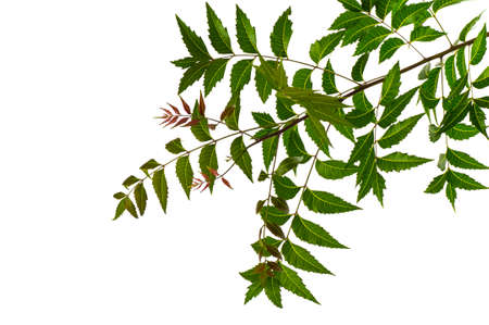 Medicinal neem leaf on white background. Azadirachta indica.の写真素材