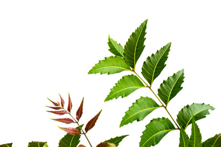 Medicinal neem leaf on white background. Azadirachta indica.