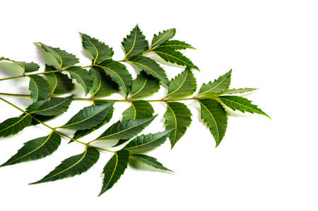 Medicinal neem leaf on white background. Azadirachta indica.の写真素材
