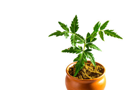 Young Neem tree in clay pot on white background. Azadirachta indica Tree.の写真素材