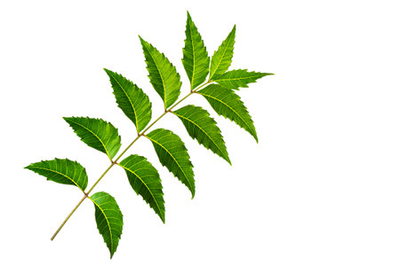 Medicinal neem leaf on white background. Azadirachta indica.の写真素材