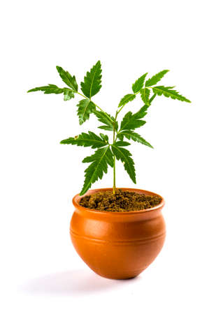 Young Neem tree in clay pot on white background. Azadirachta indica Tree.の写真素材