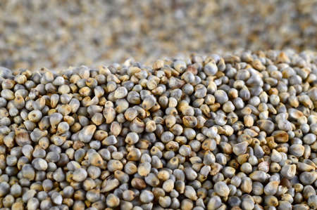 Pearl millet (Bajra) as background. Close up.の写真素材