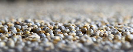 Pearl millet (Bajra) as background. Close up.の写真素材