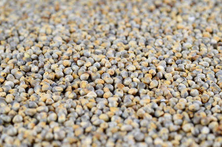 Pearl millet (Bajra) as background. Close up.の写真素材