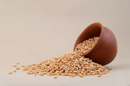 Wheat grains in clay potの写真素材