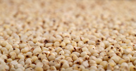 Sorghum arrange as background, Close up.