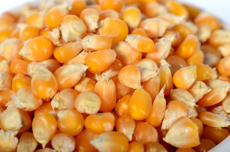 Dried corn in bowl