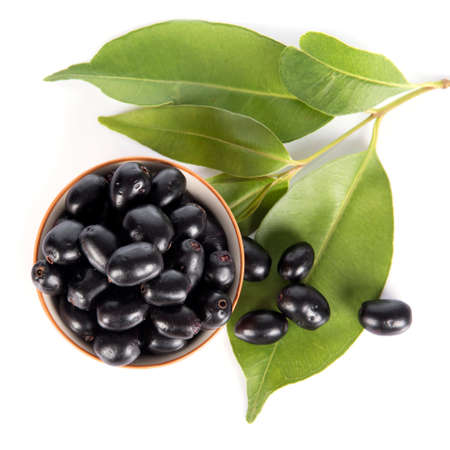 Jambolan plum or Java plum (Syzygium cumini)の写真素材