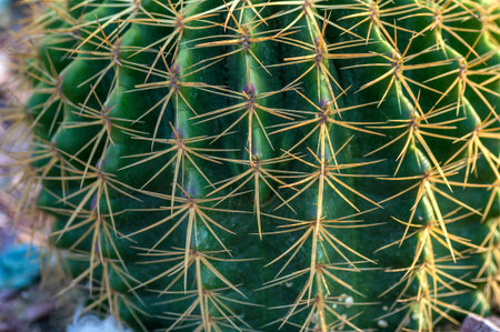 closeup of Cactus plant in park