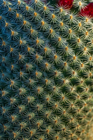 closeup of Cactus plant in parkの写真素材