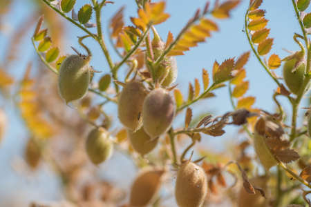 closeup of Chickpeas pod with green young plants in the farm field,の写真素材