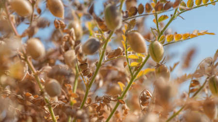 closeup of Chickpeas pod with green young plants in the farm field,の写真素材