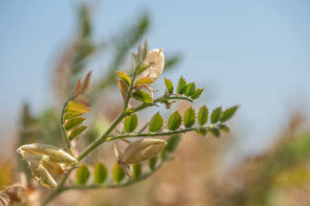 closeup of Chickpeas pod with green young plants in the farm field,の写真素材