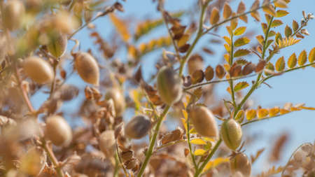 closeup of Chickpeas pod with green young plants in the farm field,の写真素材
