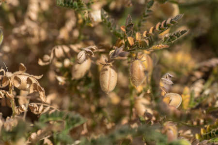 closeup of Chickpeas pod with green young plants in the farm field,の写真素材