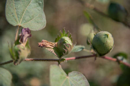 Cotton farm field, Close up of cotton balls and flowers. Agriculture field,の写真素材