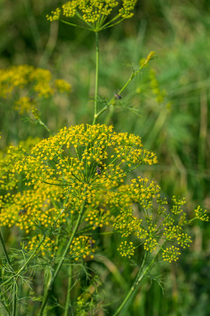 Flower of green dill (Anethum graveolens) grow in agricultural field.