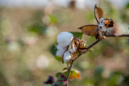 Cotton farm field, Close up of cotton balls and flowers. Agriculture field,の写真素材