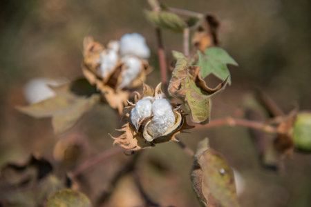 Cotton farm field, Close up of cotton balls and flowers. Agriculture field,