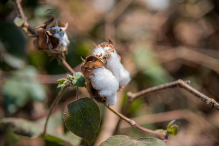 Cotton farm field, Close up of cotton balls and flowers. Agriculture field,