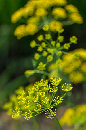 Flower of green dill (Anethum graveolens) grow in agricultural field.の写真素材