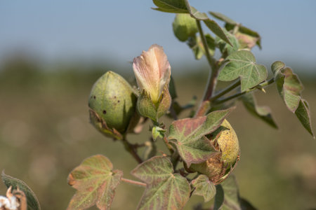 Cotton farm field, Close up of cotton balls and flowers. Agriculture field,の写真素材