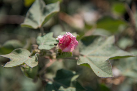 Cotton farm field, Close up of cotton balls and flowers. Agriculture field,の写真素材