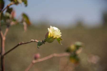 Cotton farm field, Close up of cotton balls and flowers. Agriculture field,の写真素材