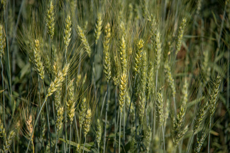 Green wheat at organic farm field