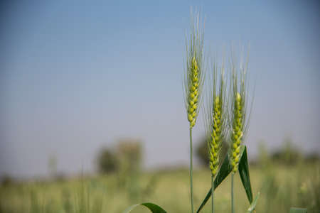 Green wheat at organic farm fieldの写真素材