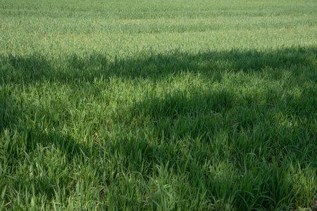 Green wheat at organic farm field