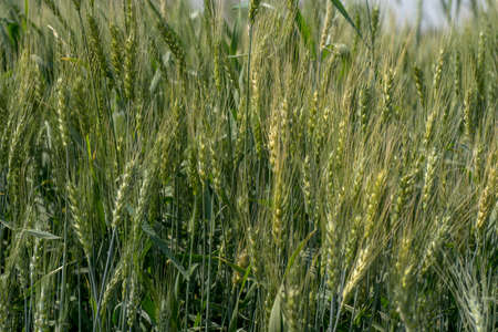 Green wheat at organic farm fieldの写真素材